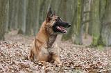 MALINOIS 683